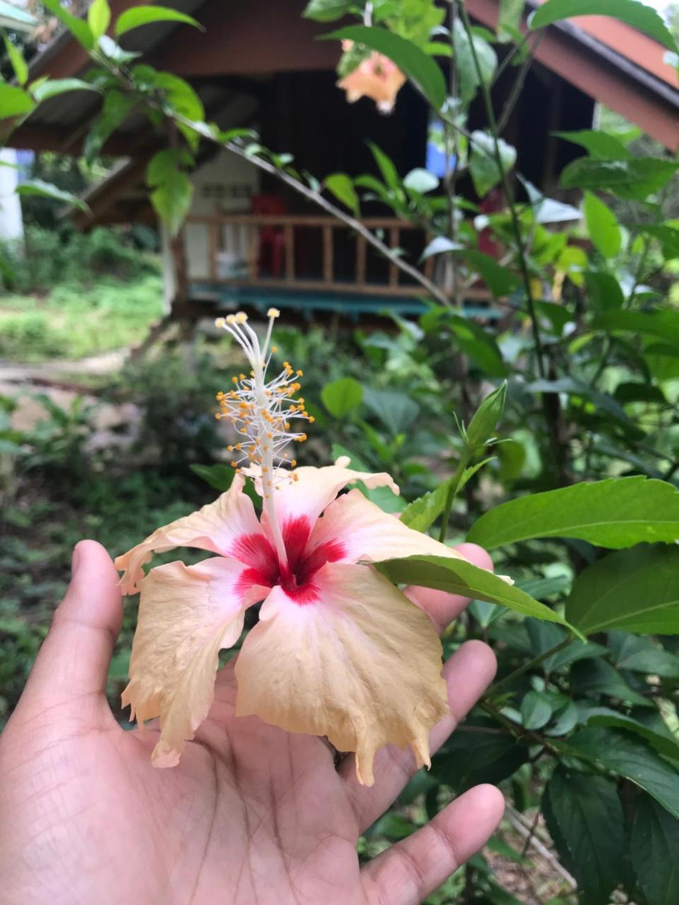 Hotel Rasta House,,Koh Phayam Exterior foto